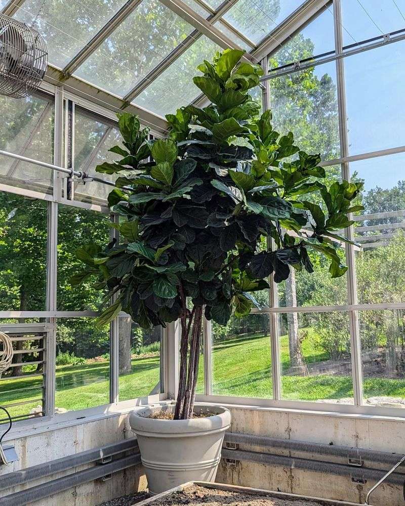 Fiddle Leaf Fig (Ficus lyrata)