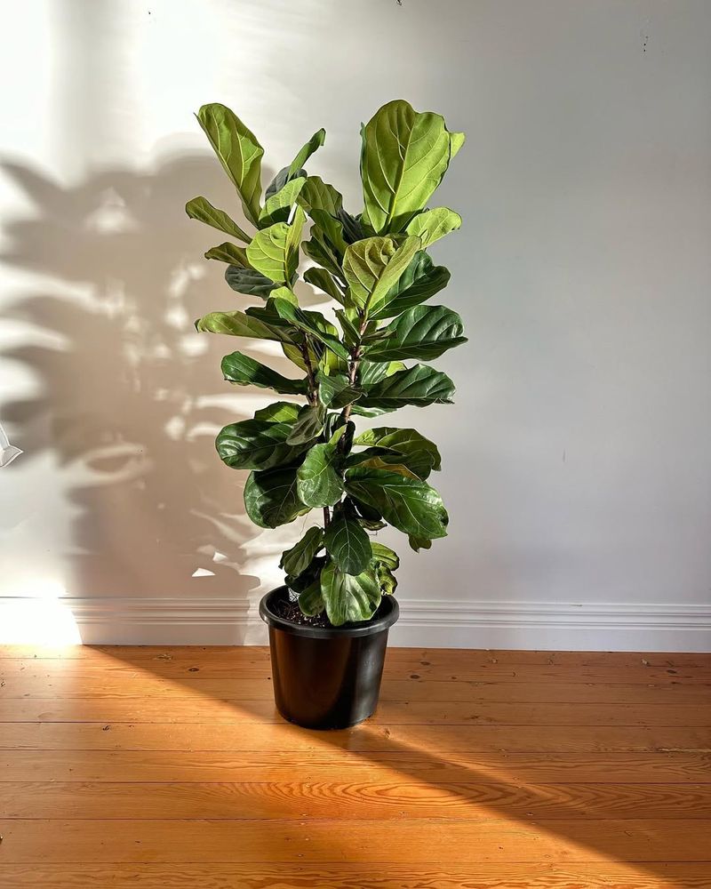 Fiddle Leaf Fig (Ficus lyrata)