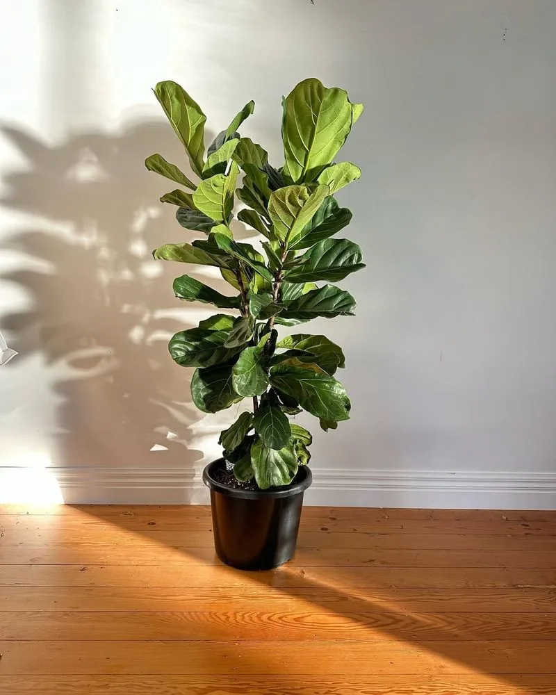 Fiddle Leaf Fig (Ficus lyrata)