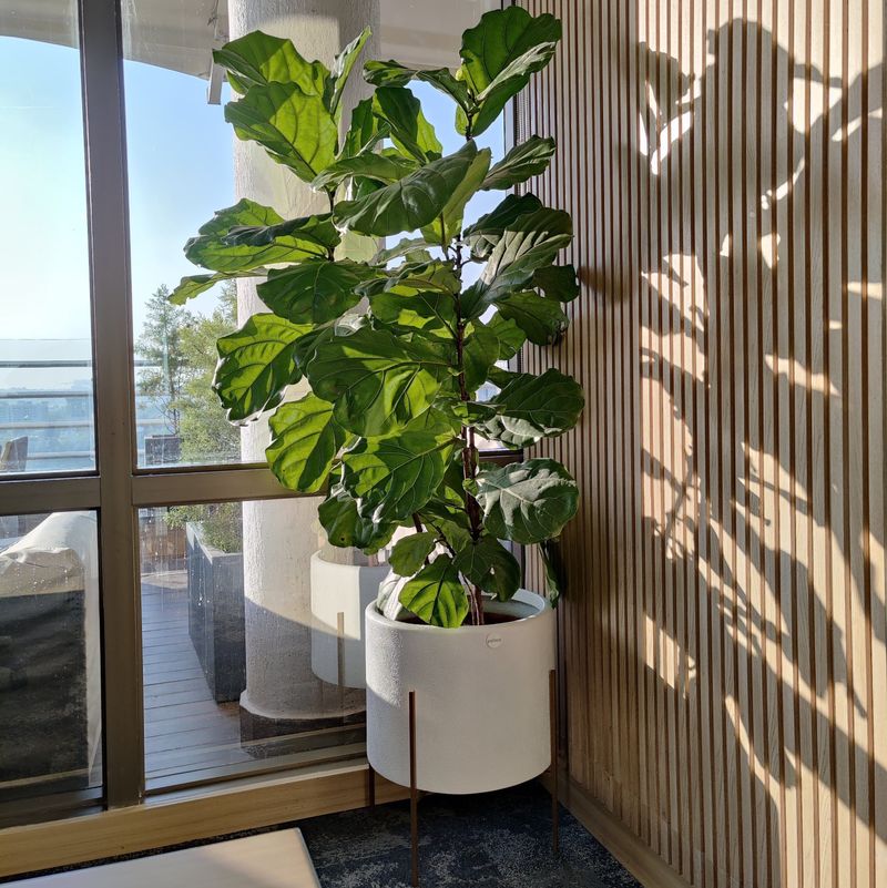 Fiddle Leaf Fig Focus
