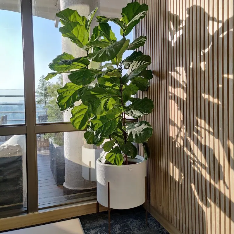 Fiddle Leaf Fig Focus