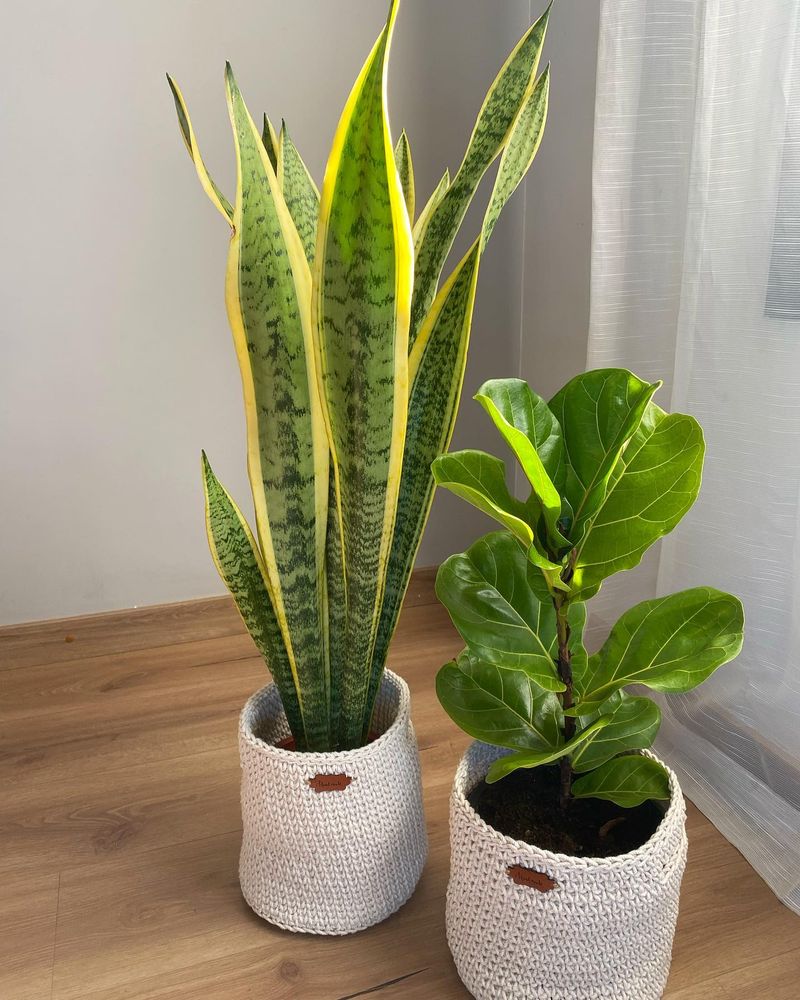 Fiddle Leaf Fig and Snake Plant