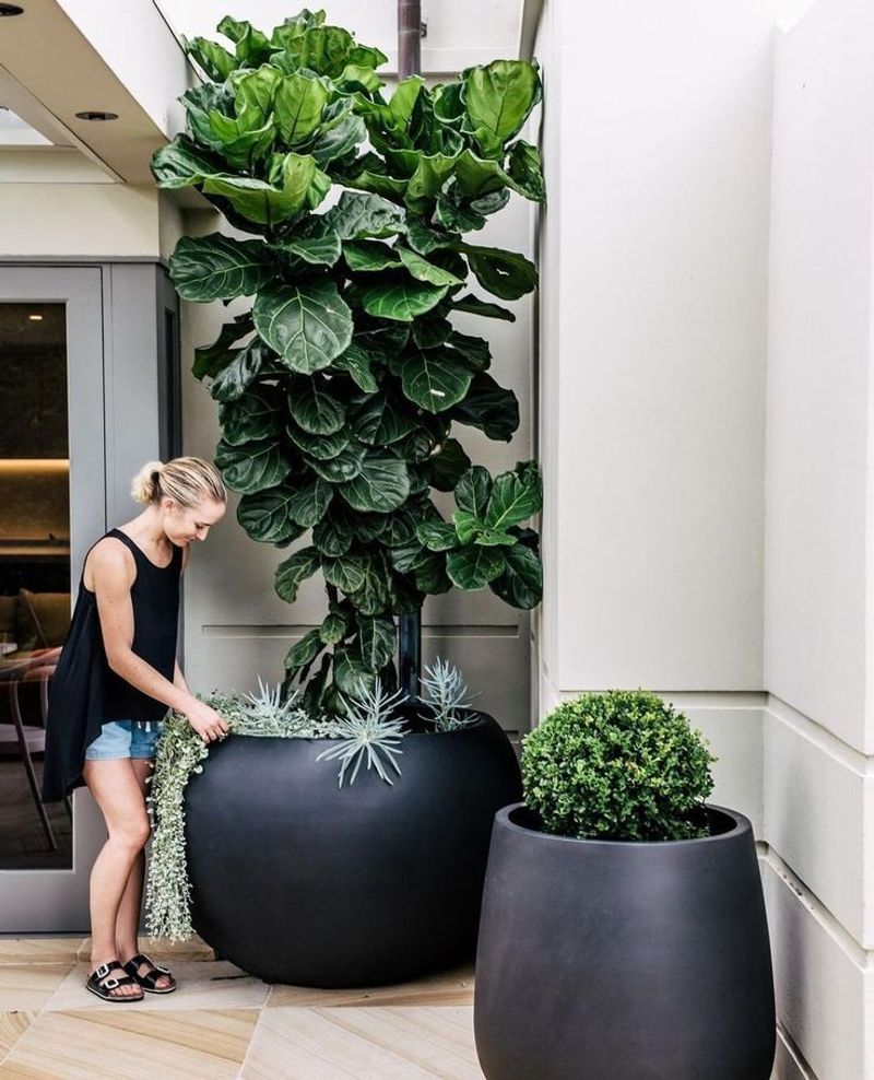 Fiddle Leaf Figs