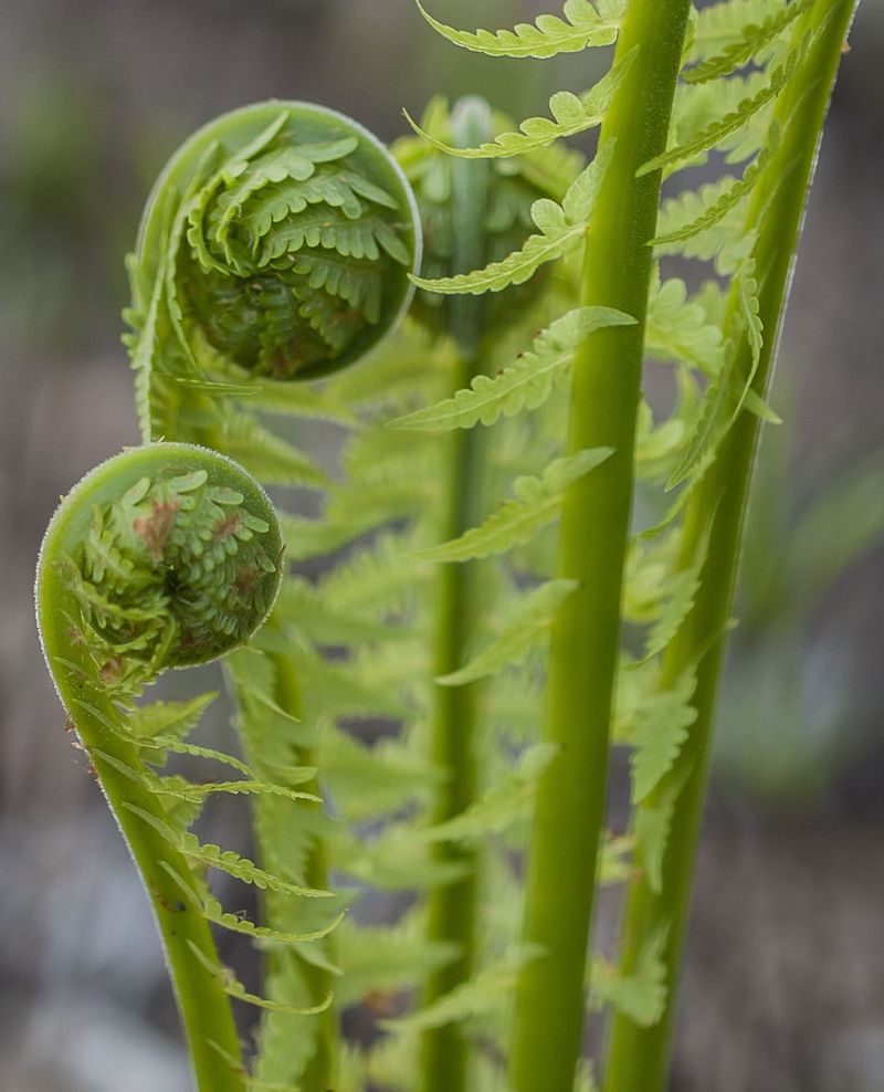 Fiddlehead Ferns