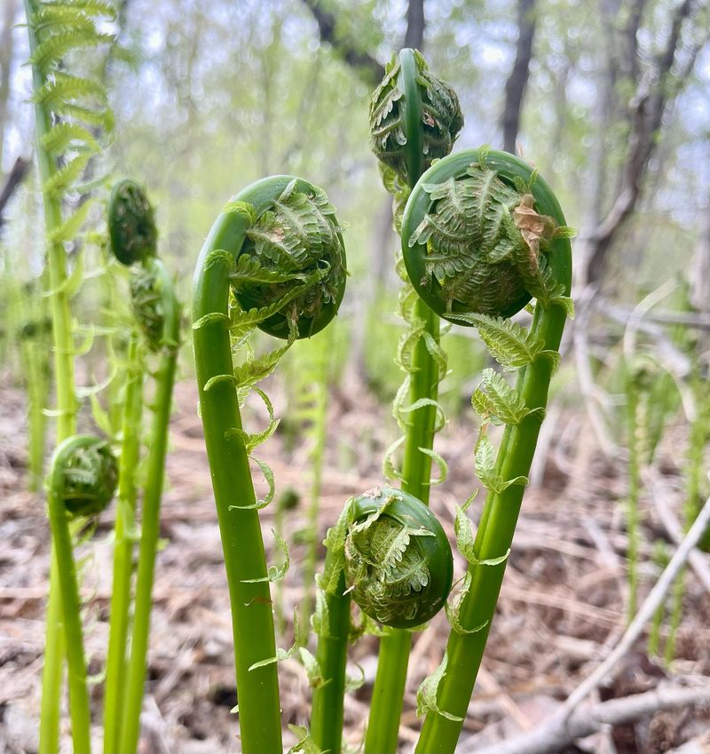 Fiddleheads