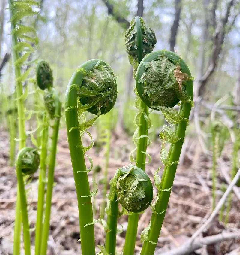 Fiddleheads