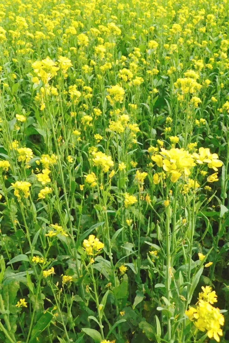 Mustard