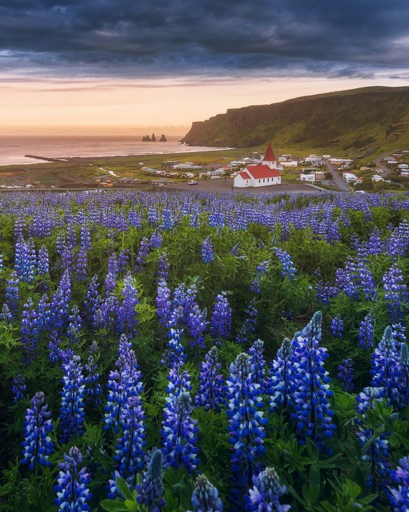Fields of Lupine, Iceland