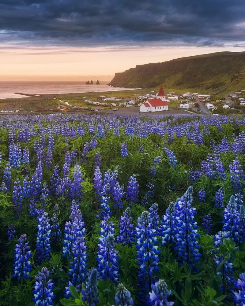 Fields of Lupine, Iceland