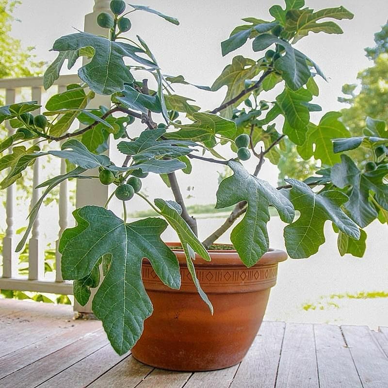 Fig Tree (Dwarf Varieties)
