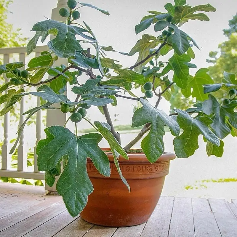 Fig Tree (Dwarf Varieties)