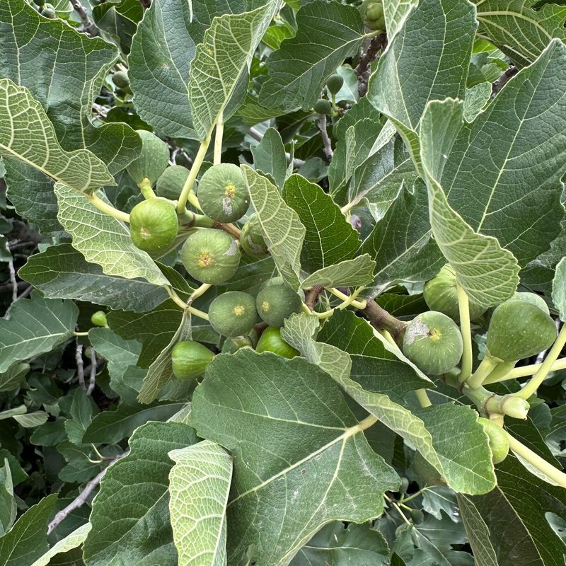 Figs