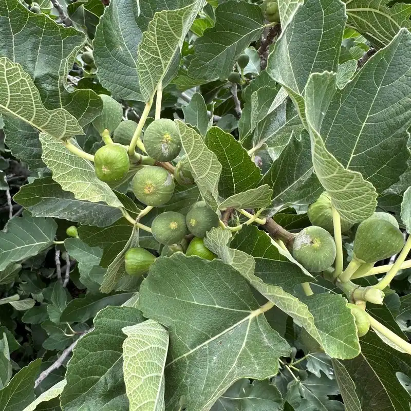 Figs