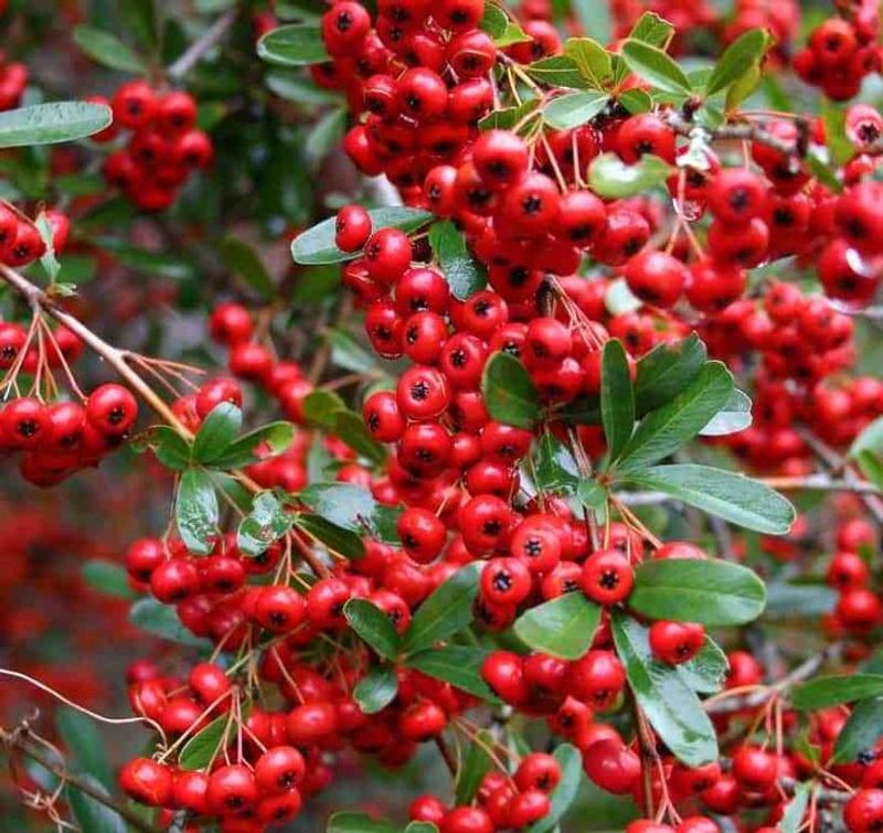 Firethorn