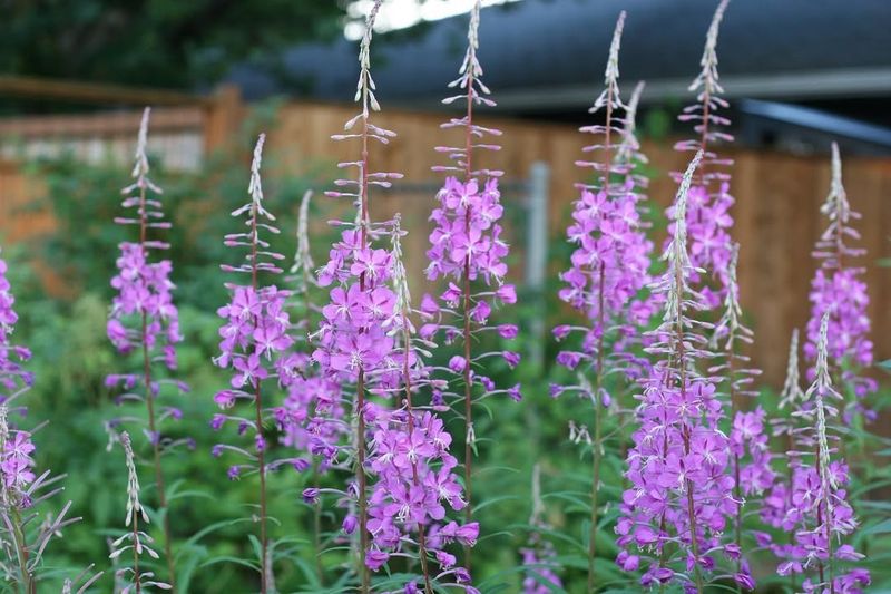 Fireweed