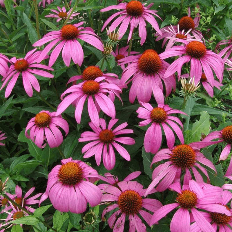 Purple Coneflower