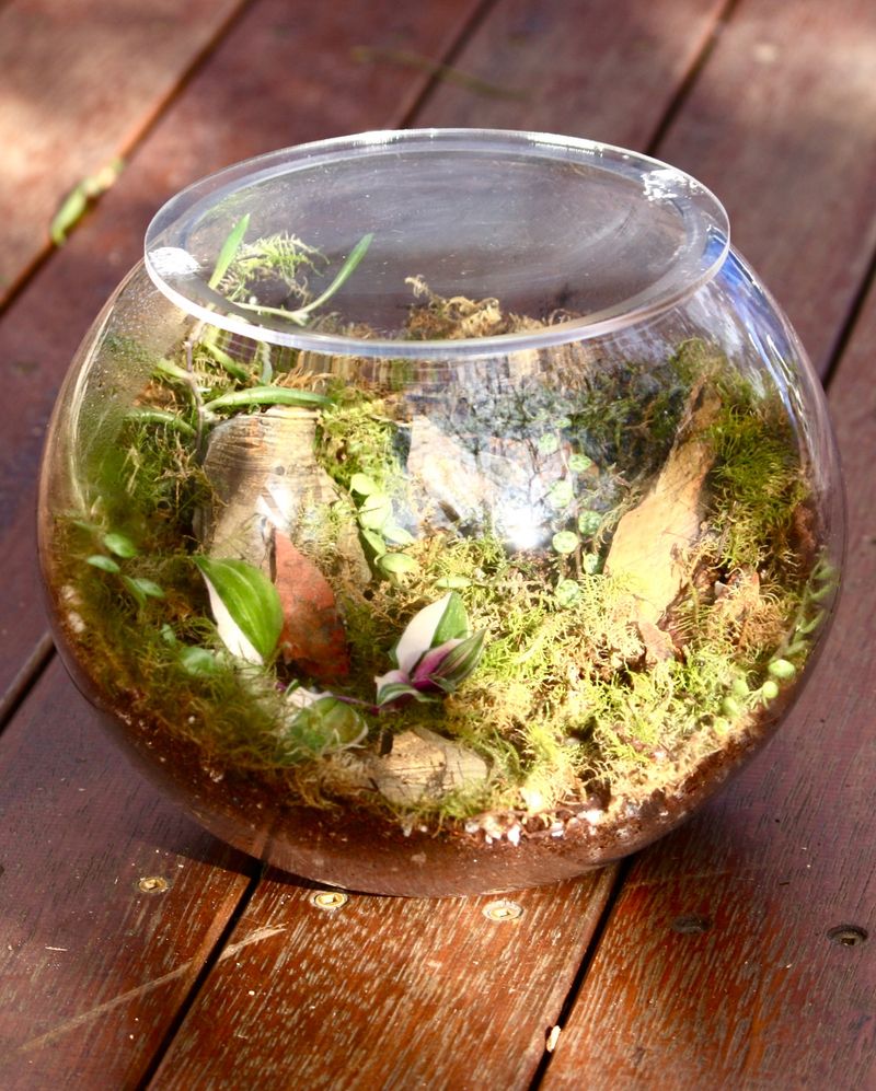 Fish Bowl Terrariums