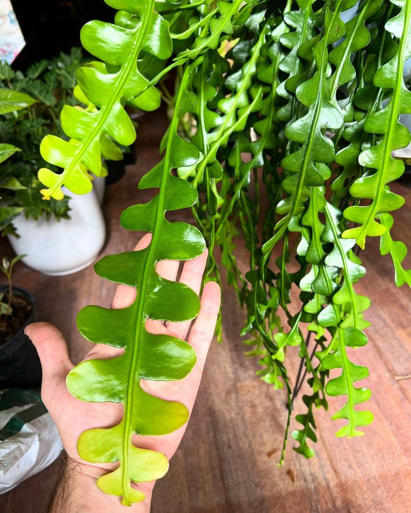 Fishbone Cactus Leaf