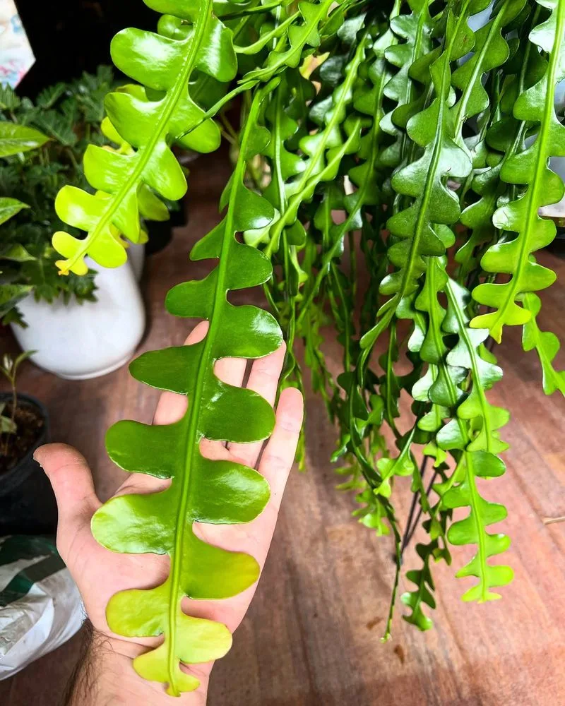 Fishbone Cactus Leaf
