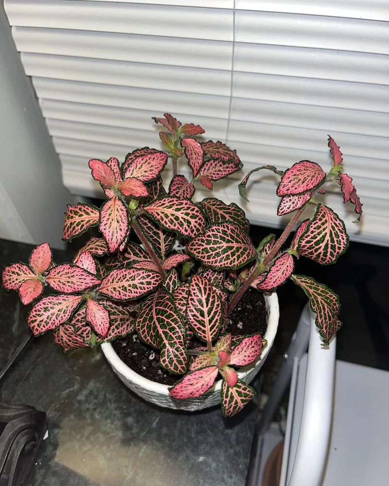 Fittonia