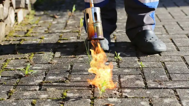 Flame Weeding