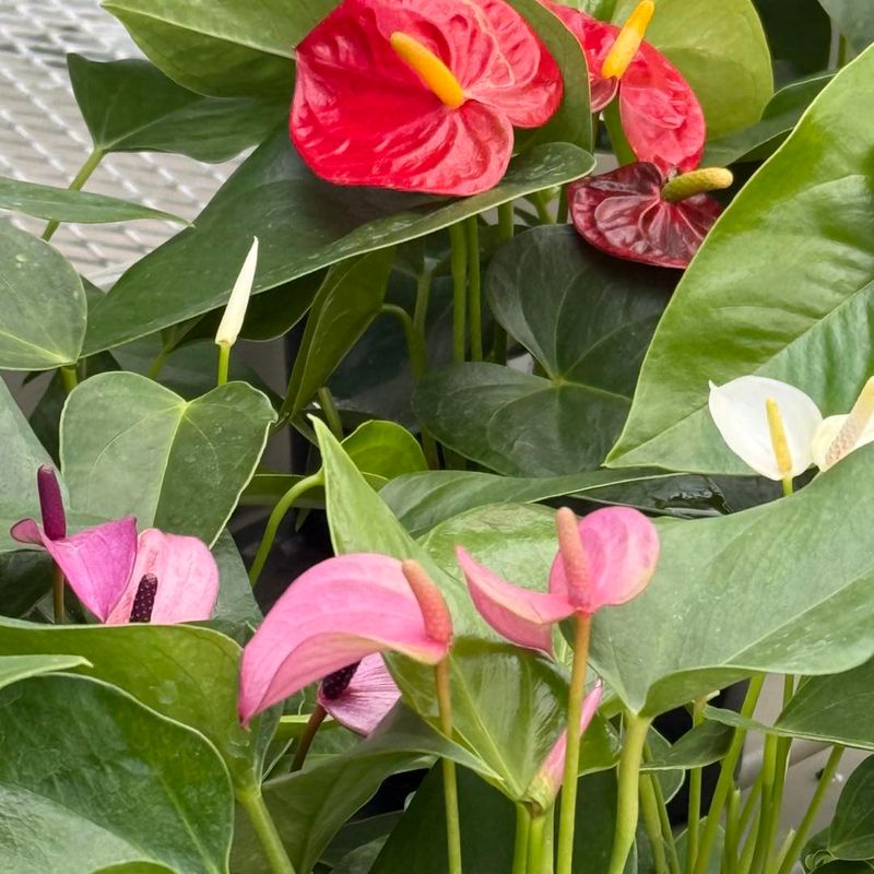 Flamingo Flower (Anthurium)