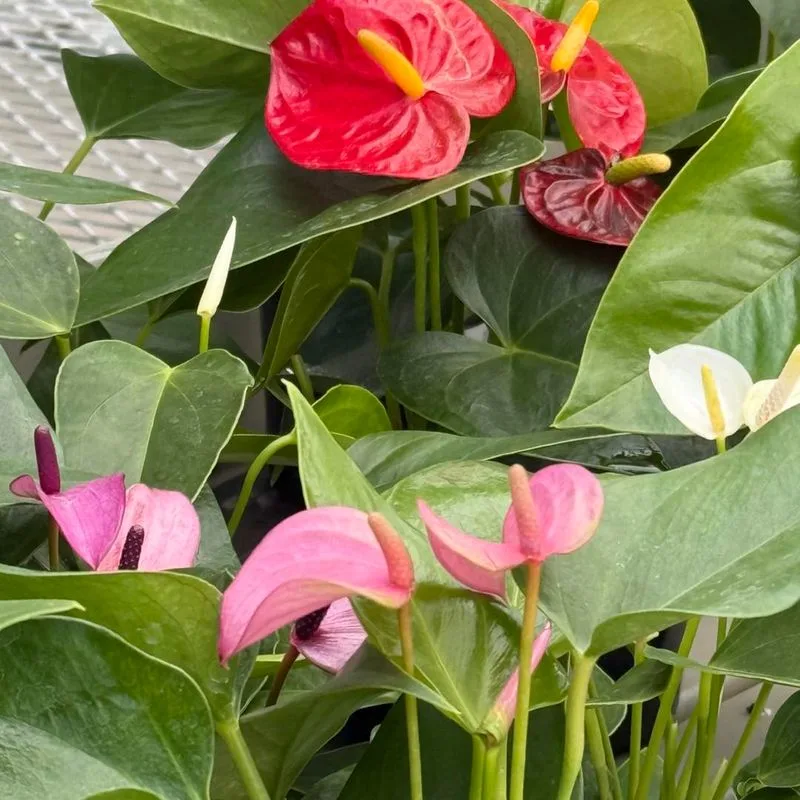 Flamingo Flower (Anthurium)
