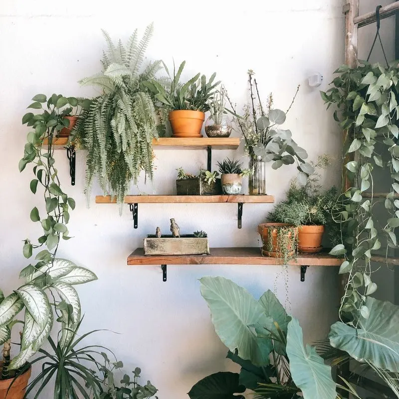 Floating Shelves with Hanging Plants