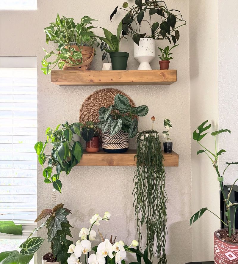 Floating Shelves with Plants