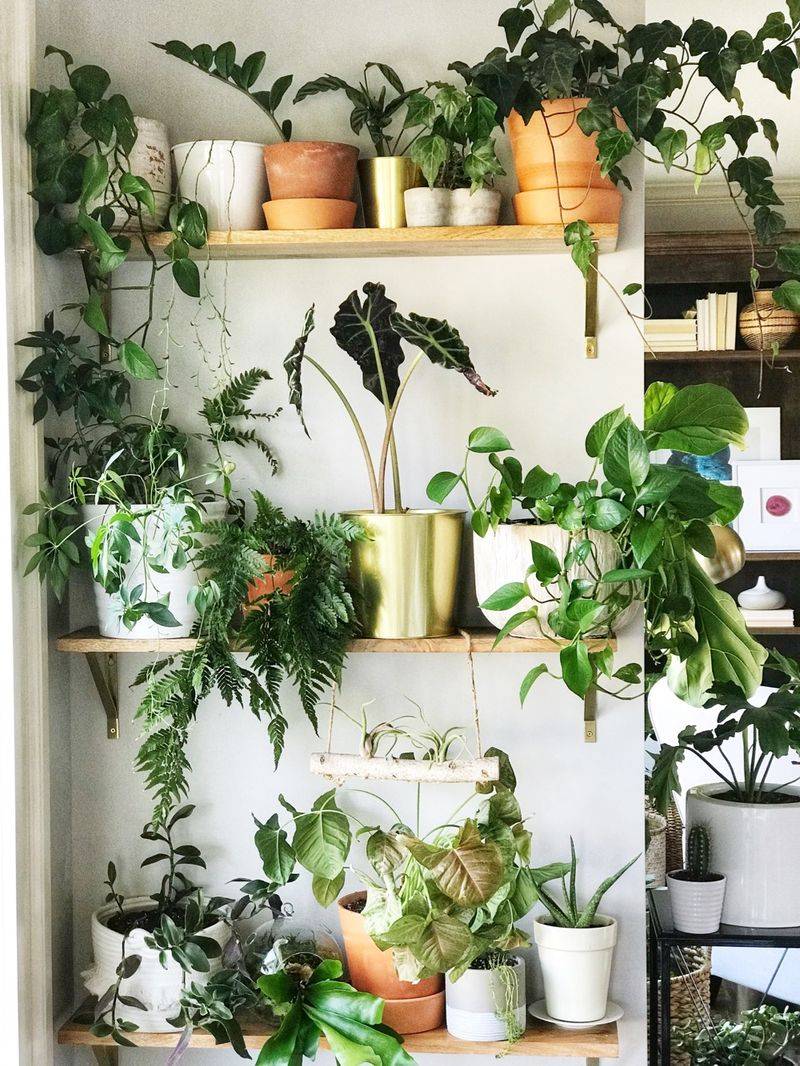 Floating Shelves with Plants