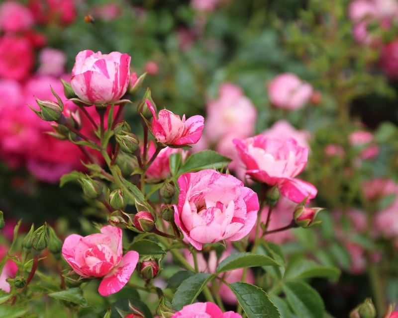 Flower Carpet Rose