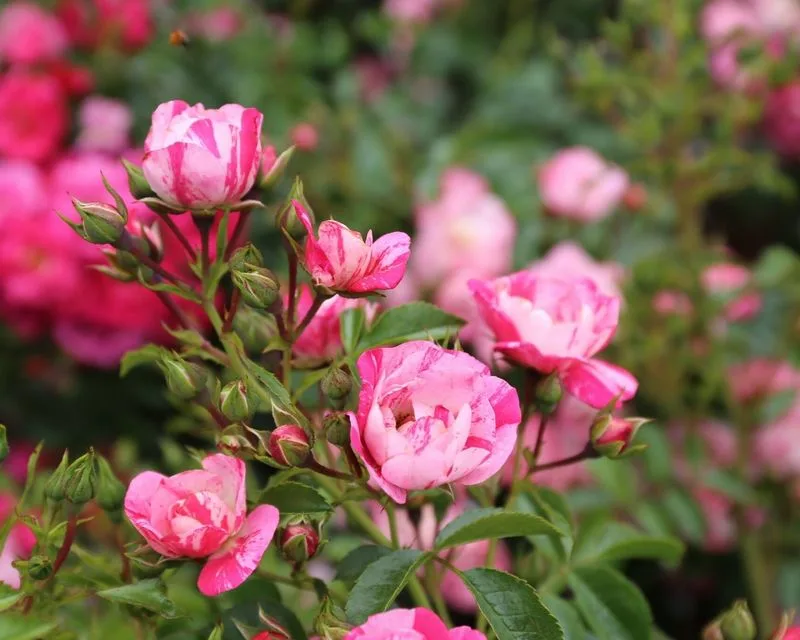 Flower Carpet Rose