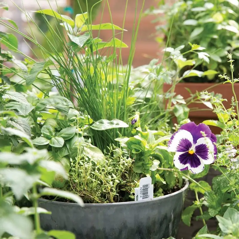 Flowering Herbs