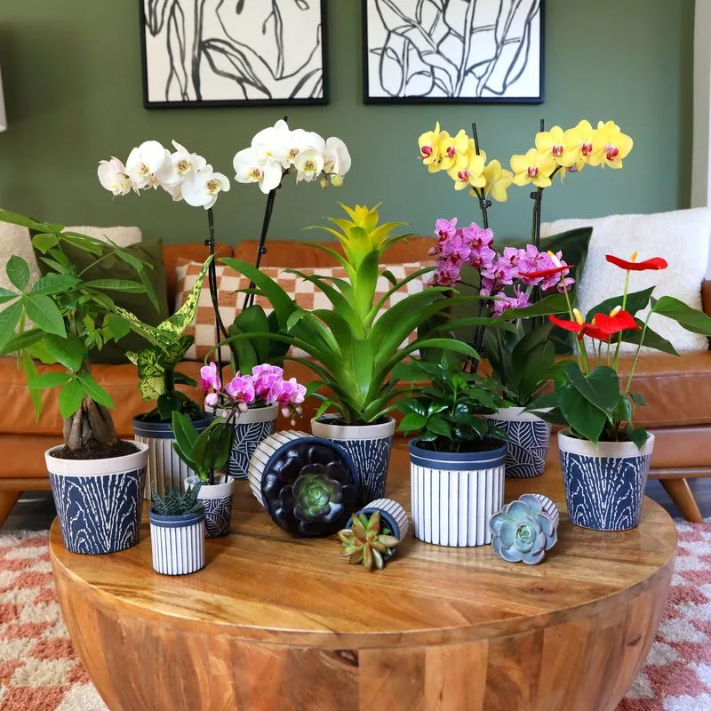 Flowering Houseplants