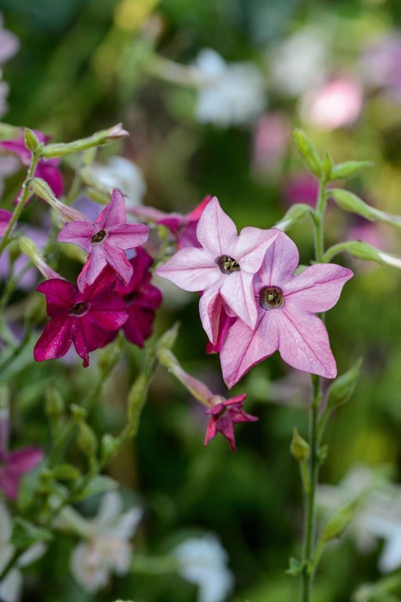 Flowering Tobacco