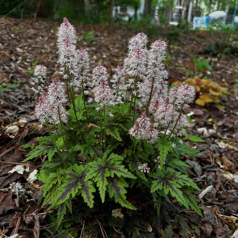 Foamflower