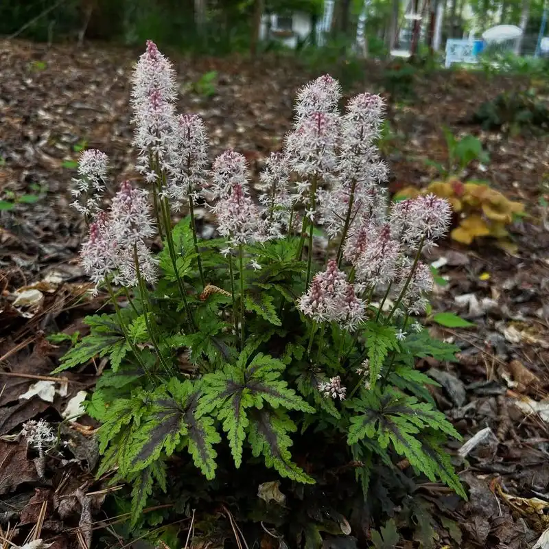 Foamflower