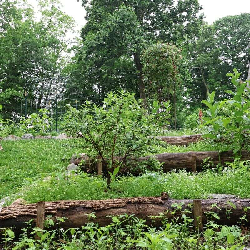 Forest Gardening