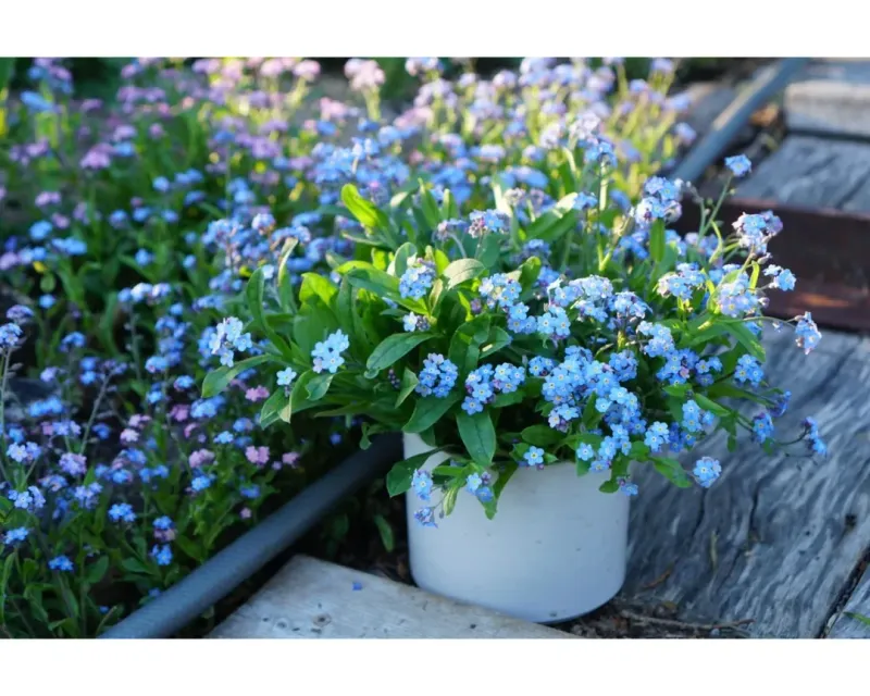 Forget-Me-Nots