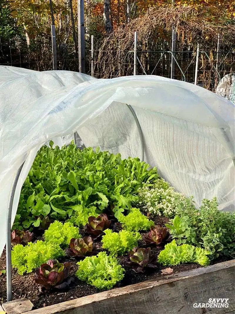 Forgetting Succession Planting