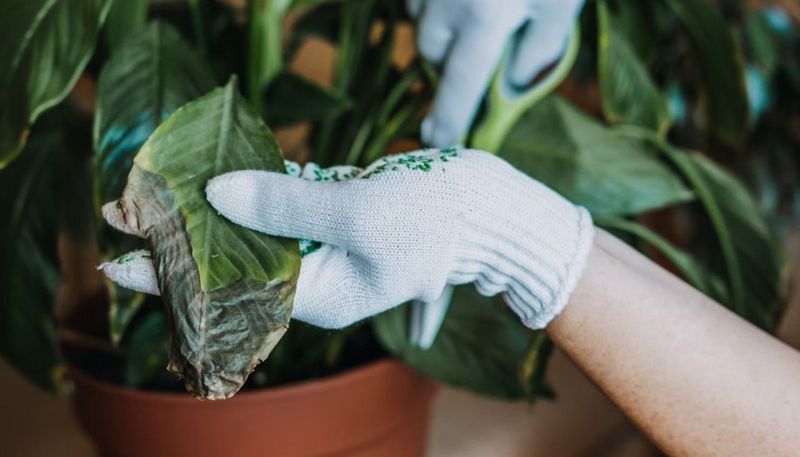 Forgetting to Prune