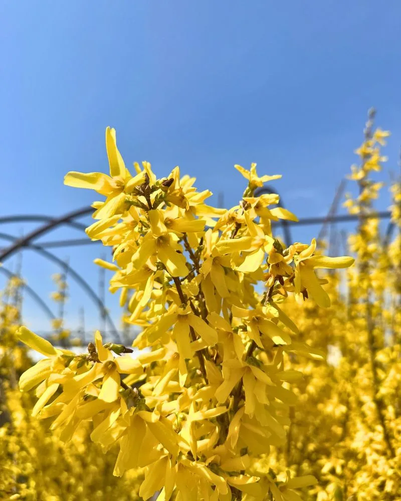 Forsythia