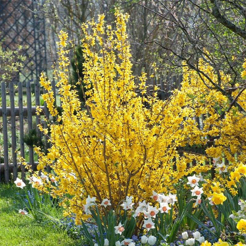 Forsythia
