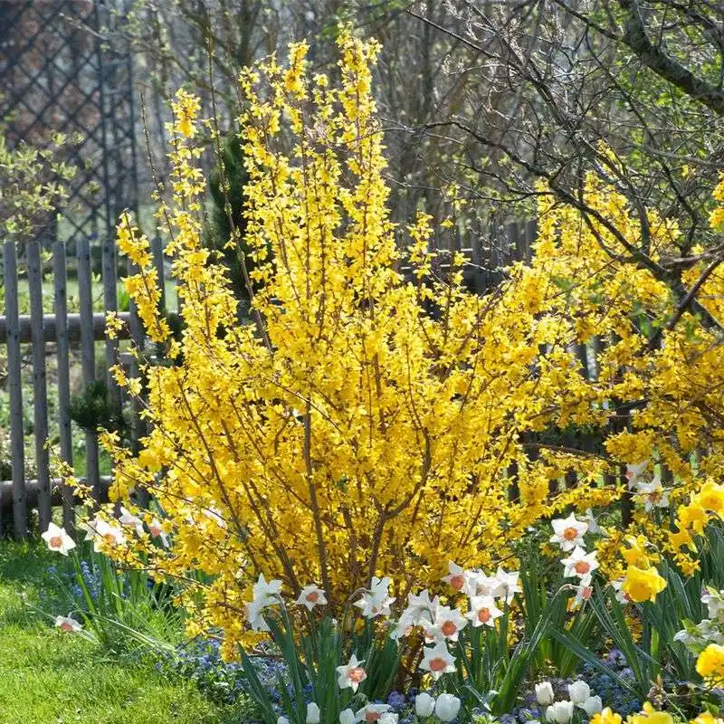 Forsythia