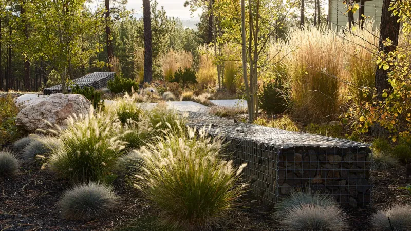 Fountain Grass (Pennisetum alopecuroides)