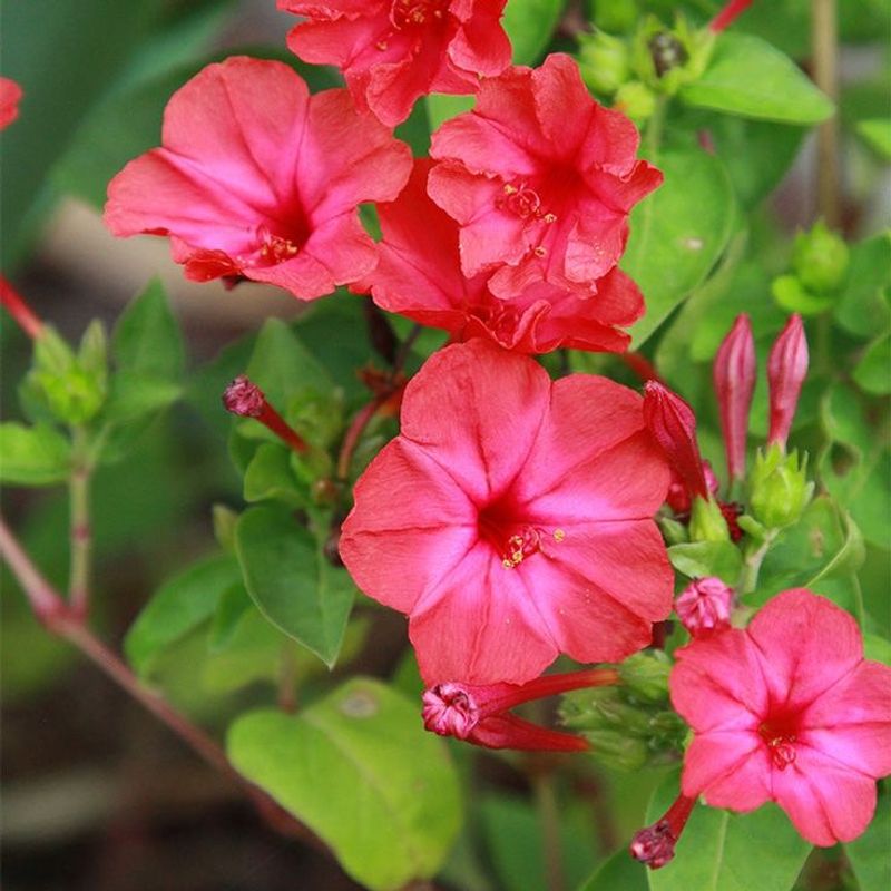 Four O'Clock Flower