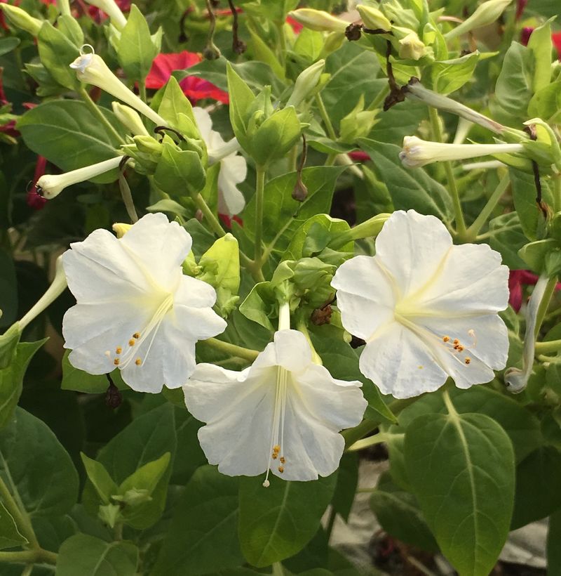 Four O'Clock Flower