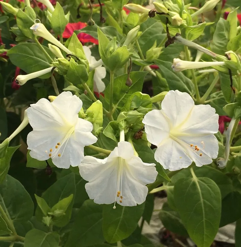 Four O'Clock Flower