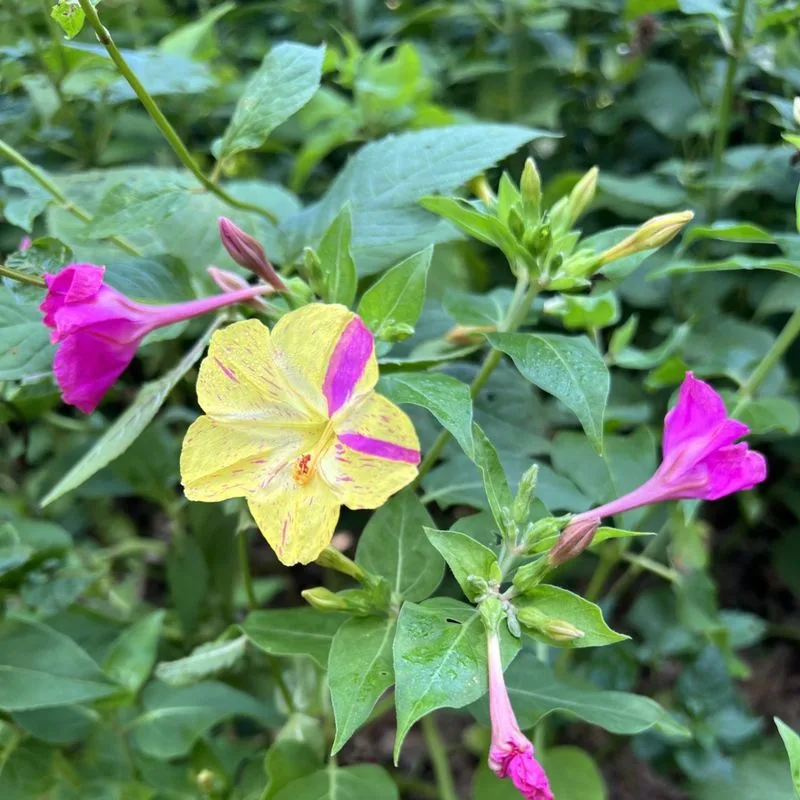 Four O'Clock Flower