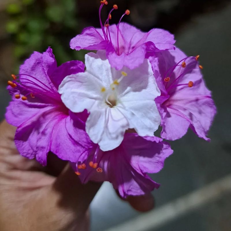Four O'Clock Flower